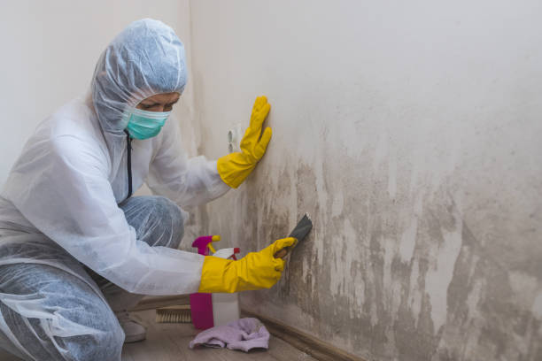 Best Crawl Space Mold Remediation  in USA